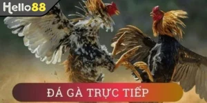 Đá gà trực tiếp C4 trải nghiệm trận đấu đỉnh cao, hấp dẫn